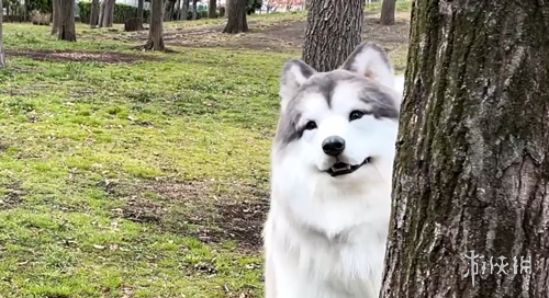 猛龙冲击连,胜终结者,能否在客场,熊猫体育平台,熊猫体育官方网站,熊猫体育登录入口,熊猫体育app下载